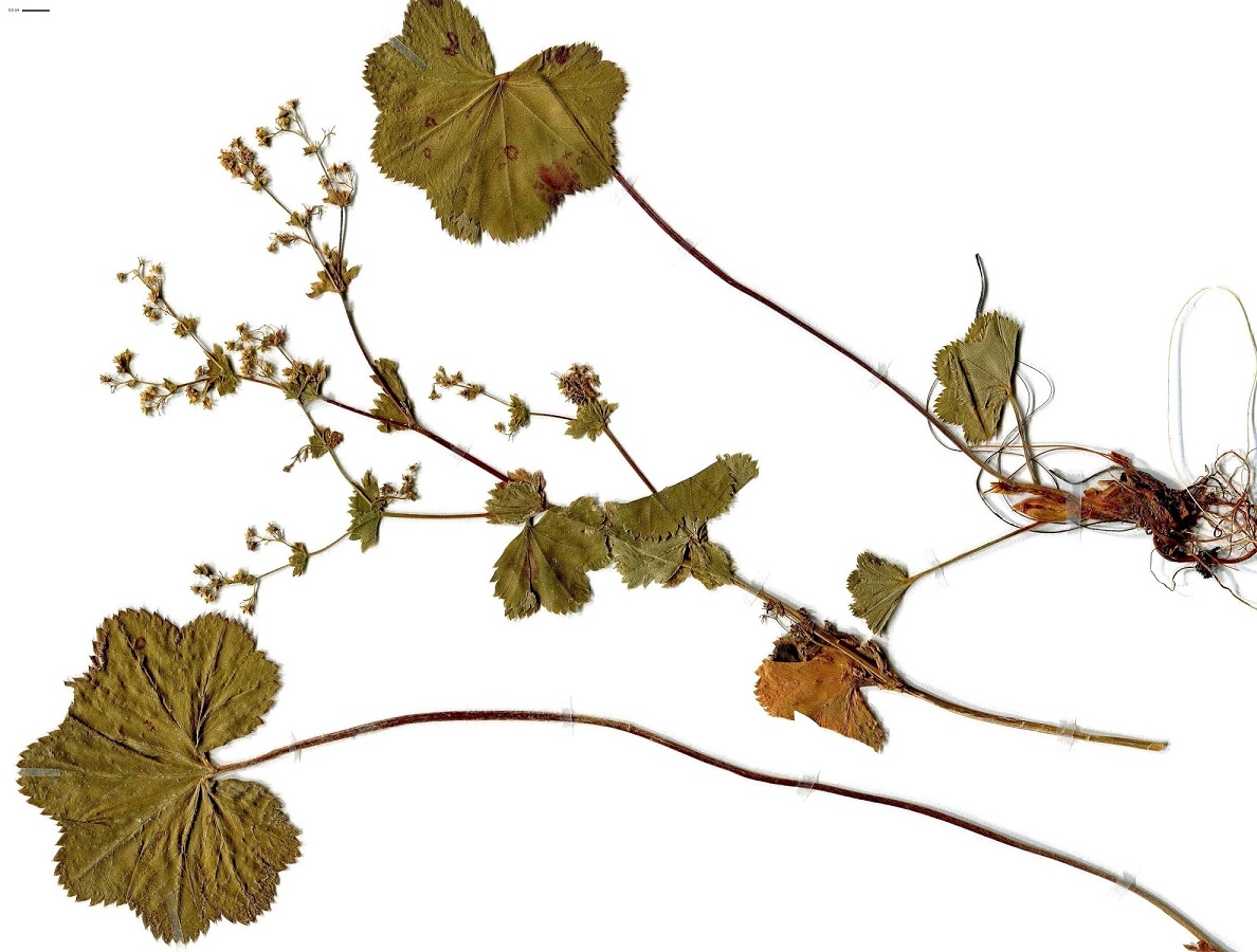 Alchemilla inconcinna (Rosaceae)